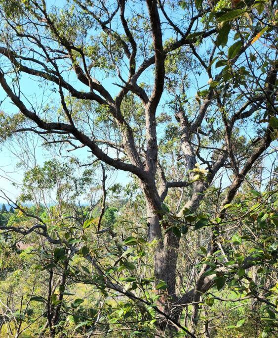 The Black Cockatoo - Secret Garden Treetops Home Katoomba Exterior foto